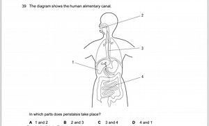 39 The diagram shows the human alimentary canal.In which part... | Filo