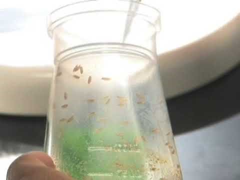 Drosophila Larval NMJ Dissection