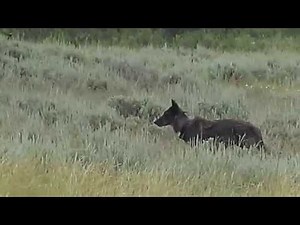 Wolf pack leader (alpha female, 926F) - Lamar valley, Yellowstone