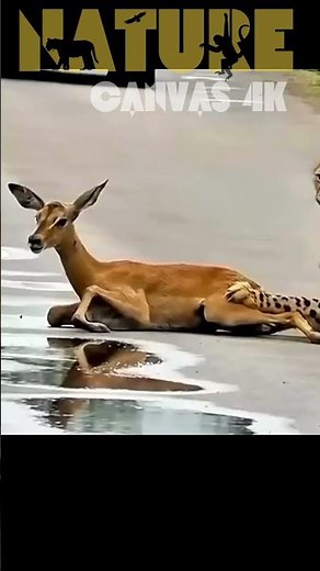 Cheetah's Clever Deception: Outsmarting the Gazelle in a Stunning Hunt