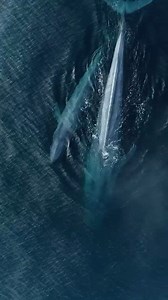 The largest whale of them all, the Blue Whale! Thanks to @slatermoorephotography for beautifully capturing a mother and calf pair in Monterey Bay! #seemonterey #whalewatching #pacificocean #cetaceans #aerial #drone #california #amongthewild #optoutside | Discovery Whale Watch