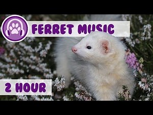 Music for Ferrets - Relaxation music for anxious ferrets!