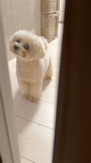 お家に帰ると全力で喜んでくれるの可愛い🐶🐶🤍🤎 #マルプー #マルポメ #maltipoo #maltipom #믹스견