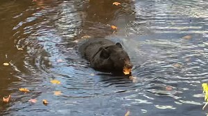 Even black bears want to relax. 🎥 Heather Maples with the Sidney James Mountain Lodge Remember, Gatlinburg is in bear country. Keep yourself safe and our black bear neighbors wild. Admire them from a distance. Don't feed them or approach them. | Visit Gatlinburg