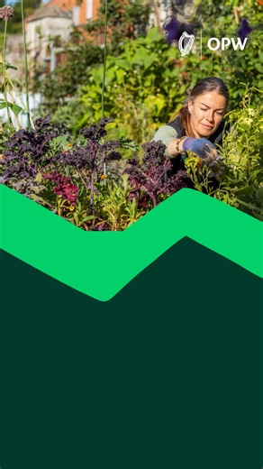 Dream of being a Gardener at some of Ireland's most iconic OPW heritage properties? Now's your chance! These rare Head Gardener and Craft Gardener positions are up for grabs, and the deadline is approaching fast: Craft Gardener closing date: 5:30pm, 28 August 2025. Head gardener Closing date: 5:30pm, 30 September 2025. Don't let this opportunity pass you by! Help us spread the word and make sure no one misses out! More details and how to apply 👉 https://cutt.ly/OPWjobs #GardenerDreamJob #OPWJob