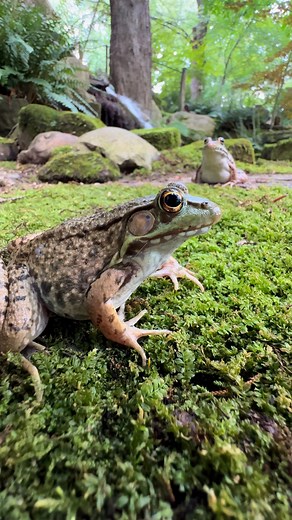 Jennifer Loves Frogs on Instagram: "Sometimes a frog bites my finger and I scream. After this, the second frog went on the journey in my last video. Maybe she wanted to get away from that other frog. June 19, 2024 #frogs #greenfrog #funnyfrog #scream #frogsofinstagram #wildlife #funnyanimals"