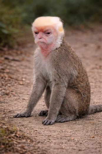 Grace von Bismarck y su divertida aventura con monos