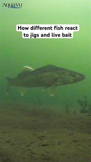 Fish vs Ice Fishing Jigs 😳