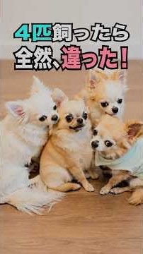 【「…これ誰が吐いた！？」多頭飼いあるあると、本当の幸せ】
