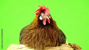cluck Italian partridge chicken sitting on a nest isolated on green screen.