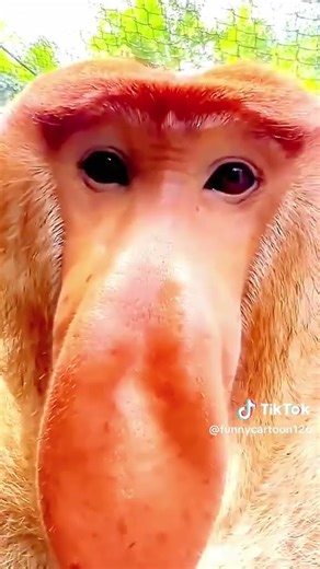 สิงโตกับนกต่างๆ