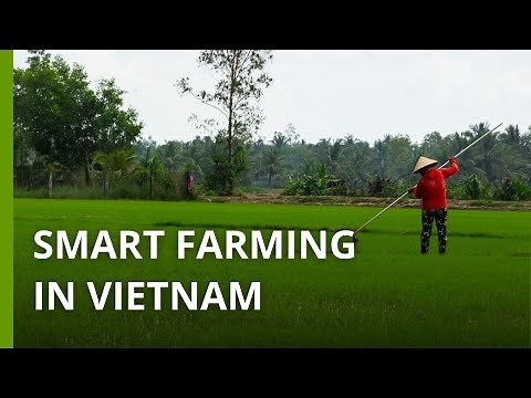 Vietnamese farmers trying high-tech solutions to grow rice with less water