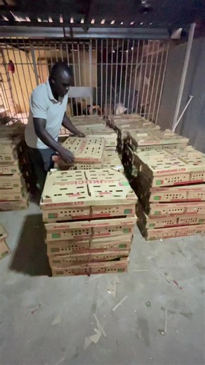 Day One Pick-Up for Broiler Chickens