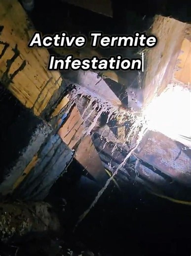 INSANE Subterranean Termite Mud Tubes Everywhere Under This House! 😱