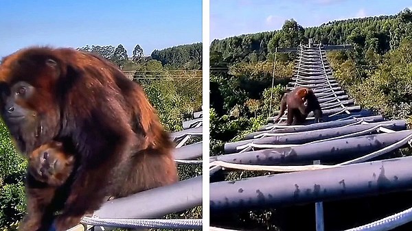 Brazil's overhead 'monkey bridges' preventing wildlife road deaths
