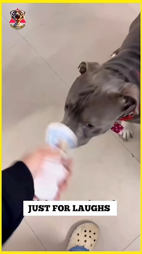 Thoothukudi Koththanar 😅 . . #funny #comedy #tamil #tamilcomedy #vadivelu #trending #reels #instagram #tamildubbed #dogs | Vasu