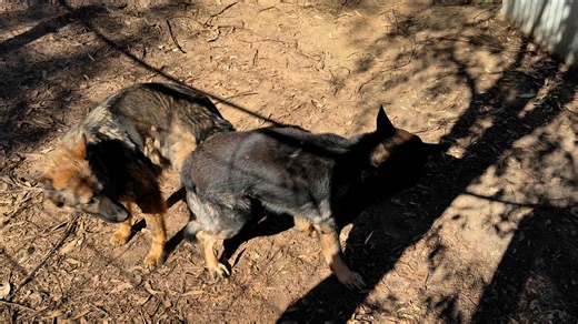 🤭I wasn’t too far off the mark knowing my girls pretty well we’re excited to confirm the successful mating just now between our young ‘Arko’ and ‘Zephyr’🤝🤝🤝. 👌Now we l👀k forward to welcoming her litter around the 4️⃣th of July #stillthewaytheywerebredtobe | German Shepherds Of North East Victoria-Australia