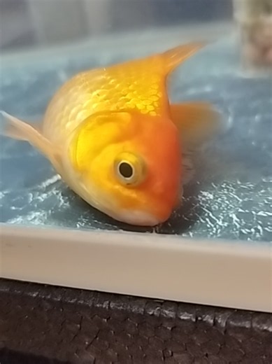 金魚が追尾し過ぎて体が曲がったときの回復記録