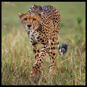 5.2K views · 731 reactions | Monitoring elusive species like the...