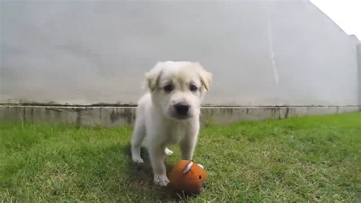 Introduction to anotomy