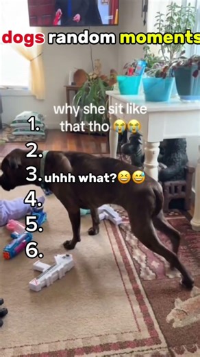 🐶dogs random moments😂