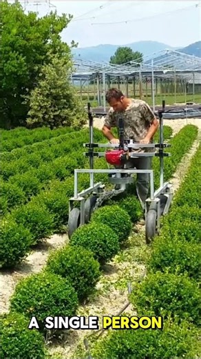 Ultra-Fast Electric Tree Trimming Machine #usa #shorts