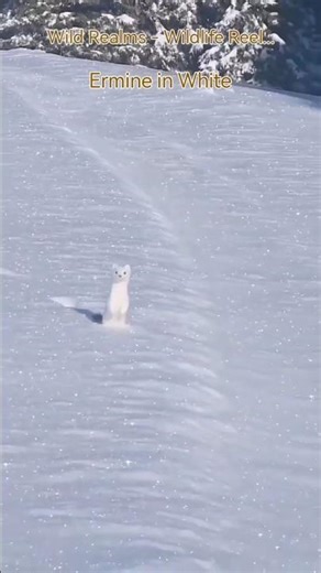 Ermine in Winter: The Stoat’s Incredible Seasonal Transformation! #ermine #snowanimals