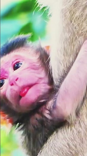 Watch This Adorable newborn Baby Monkey’s