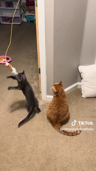 Interactive Cat Toy for Independent Playtime