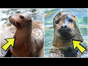 Seal vs Sea Lion | What's the Difference?