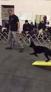 21K views · 366 reactions | German Shepherd pup doing agility! | The Tom Rose School | Facebook