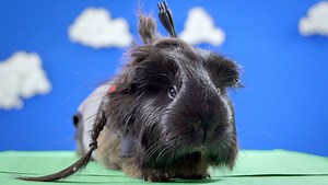 1K reactions · 529 shares | Presenting the cutest –and furriest– recap of The Hunger Games. | Archery 360 | Facebook