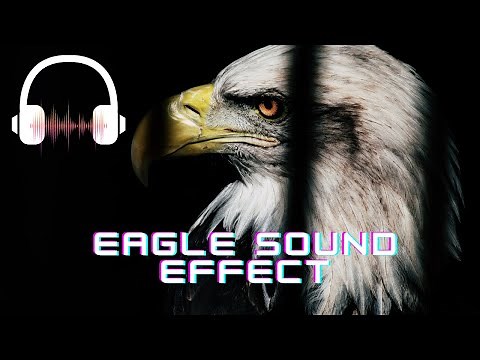 Eagle sound effect | Eagle sounds | The eagle's cry | What sounds do eagles make?