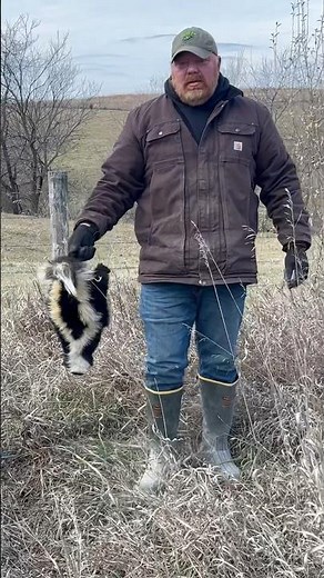 Resetting a trap for skunks