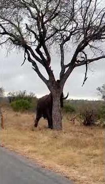 An African elephant breaking a big tree in less 2 minutes.