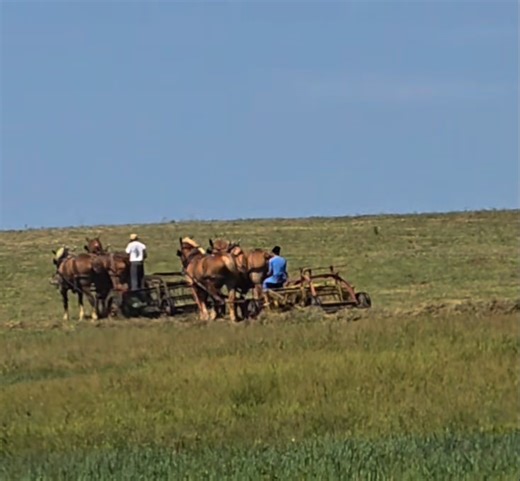 An Amish farmer and his wife team up and make hay while the sun shines near Berlin Ohio. | Ohio Amish Country