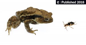 Toads Eat Beetles. Sometimes, Beetles Make Them Regret Their Meal Choice.