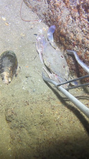 Reaper (@ouyaoiqm8di)’s videos with original sound - Reaper