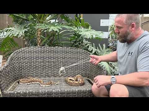 the controversial spider ball python!