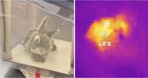 Robotic Rabbits Deployed To Combat Invasive Burmese Pythons in Florida