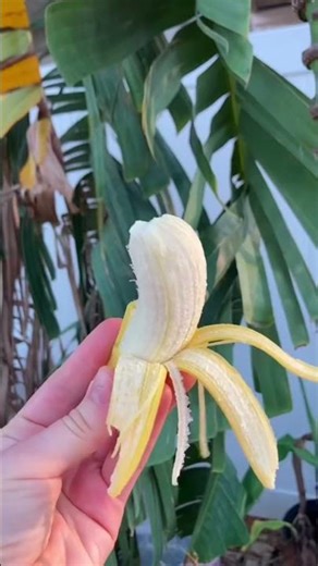 This Fruit Shares Your DNA!!#didyouknow #sciencefacts #mindblowing #strangefacts #educationalshorts