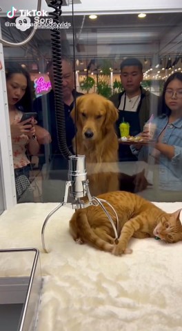 Cat claw miss #catclaw #ai #petcomedy #catai #dogai
