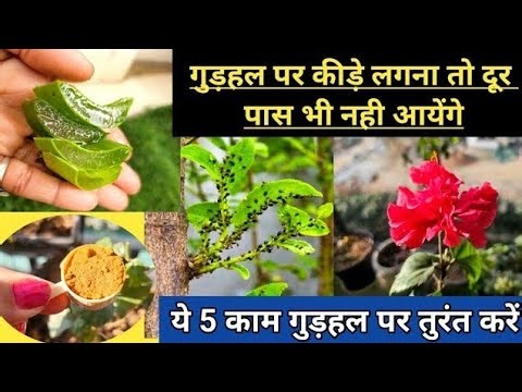 5 जरुरी काम ,गुड़हल पर खिलेगें अनगिनत बड़े-बड़े फूल | Remove Ants, Mealybugs, Aphids in 5 second