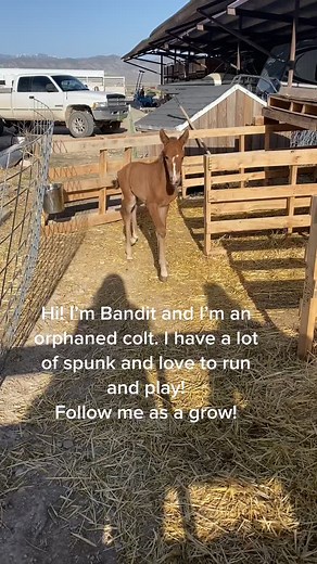 Meet Bandit! One of our orphaned foals. #CatOnALeash #foal #foalsoftiktok #colt