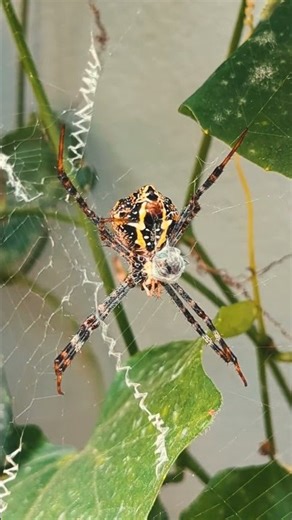 Epic Spider Hunt — Shocking Prey Capture in Seconds!