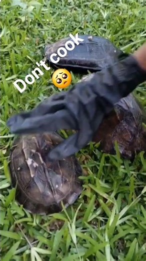 Super Fast Turtle! 🐢💨