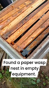 Goodbye wasps. Thanks for your visit. #wasp #beehive #beekeeping #goodbye #outofhere #nope #noway #beekeeperslife | Mueller Honey Bee