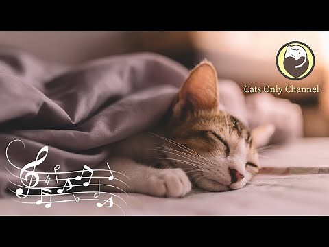 Music to Calm Cats - Peaceful Music with Cat Purring, Cat Relaxation and Sleep Music