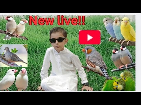 Rafy Hadi vlogs is live birds activities budgies parrot java sparrow mini sparrow finches Dave a