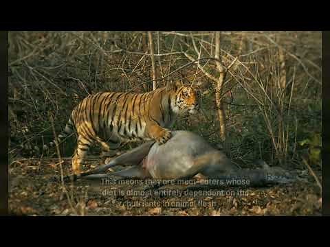 Siberian Tiger vs Bengal Tiger: What are the Differences?